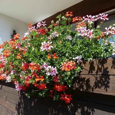 招待所 霍恩莱内家庭旅馆 3*